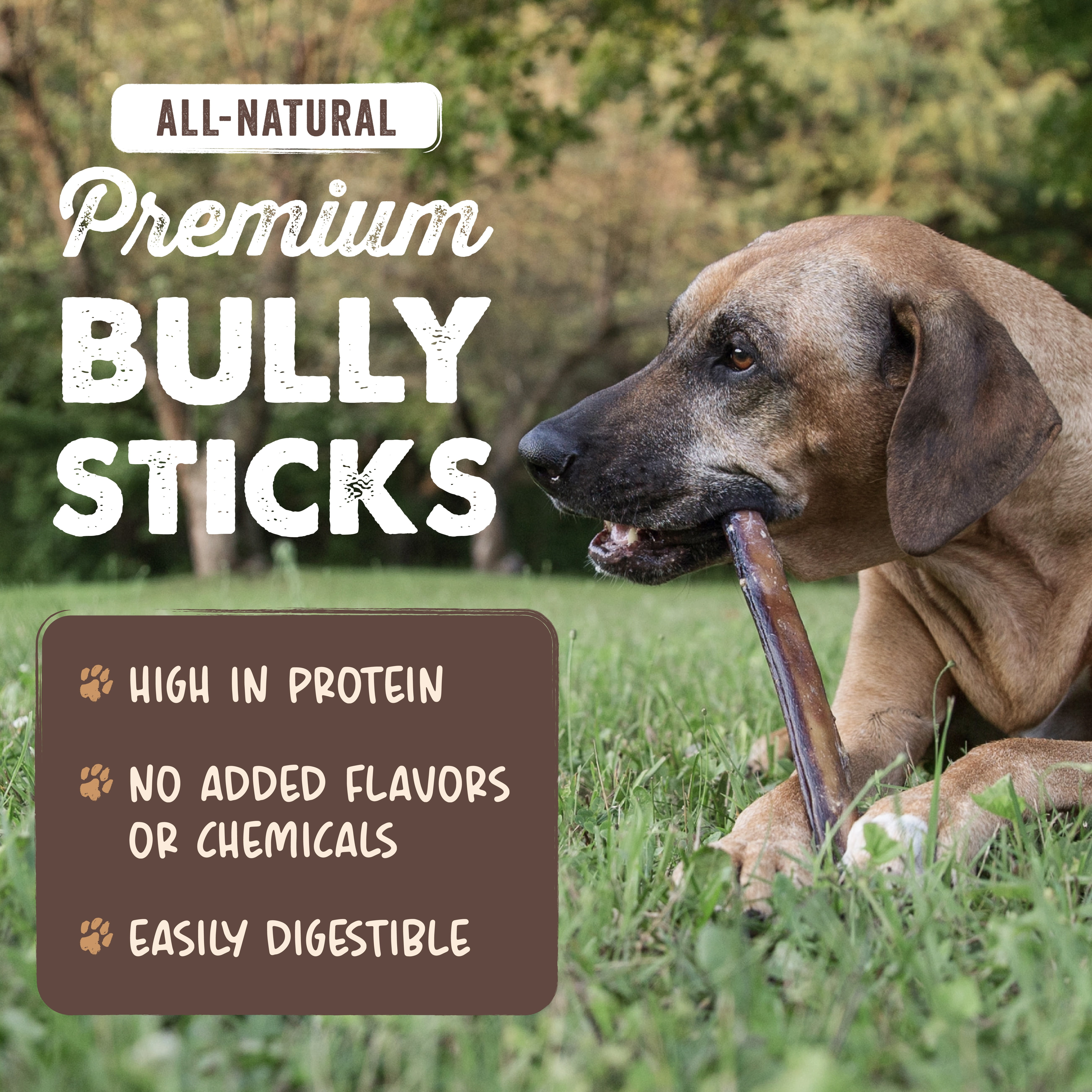 Mighty Paw Naturals Bully Sticks, All-Natural Protein Dog Treats for Dental Health, Large Dogs (12" Standard, 5 Pack)