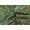 Green, variant on TRILOKI Green Banarasi Blended Silk Brocade Banarasi Blended Silk Brocade DIY Arts & Crafts, Sewing, Wedding Dress, Crafts, Inches 44 By The Yard