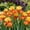 E, variant on Rare iris for Courtyards-Gentle Romantic Aroma-Low Maintenance-Ideal for Borders, Plant Pots & Planters