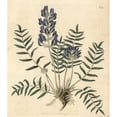 thumbnail image 2 of Lambert'S Oxytropis, Oxytropis Lamberti Poster Print By ® Florilegius Mary Evans (24 X 36), 2 of 4