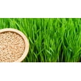 thumbnail image 3 of Wheat Berries - 25 Pounds - Farm Fresh Hard Red Winter Wheat Berries - Made in USA, 3 of 3