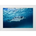 thumbnail image 1 of Gabriel, Barathieu 32x23 White Modern Wood Framed Museum Art Print Titled - Manta ray, 1 of 4
