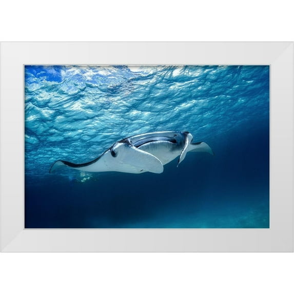 Gabriel, Barathieu 32x23 White Modern Wood Framed Museum Art Print Titled - Manta ray