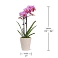 thumbnail image 6 of Just Add Ice Petite Pink Purple Orchid Live Plant 15-20" in Decorative Pot, 6 of 7