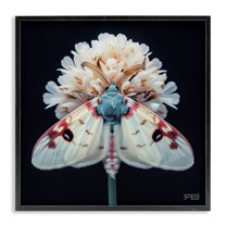 Stupell Industries Moth & White Flowers Animals & Insects Painting Black Framed Art Print Wall Art, 17 x 17