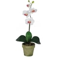 thumbnail image 4 of Mélange d'Orchidées en Pot (Lot de 3), 4 of 4