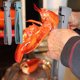 thumbnail image 1 of Pelador de camarones y cangrejos de río picantes | Herramienta de cocina que ahorra mano de obra | Material plástico | Mango cómodo | Fácil extracción de la cáscara | Gris y cian | los, 1 of 6