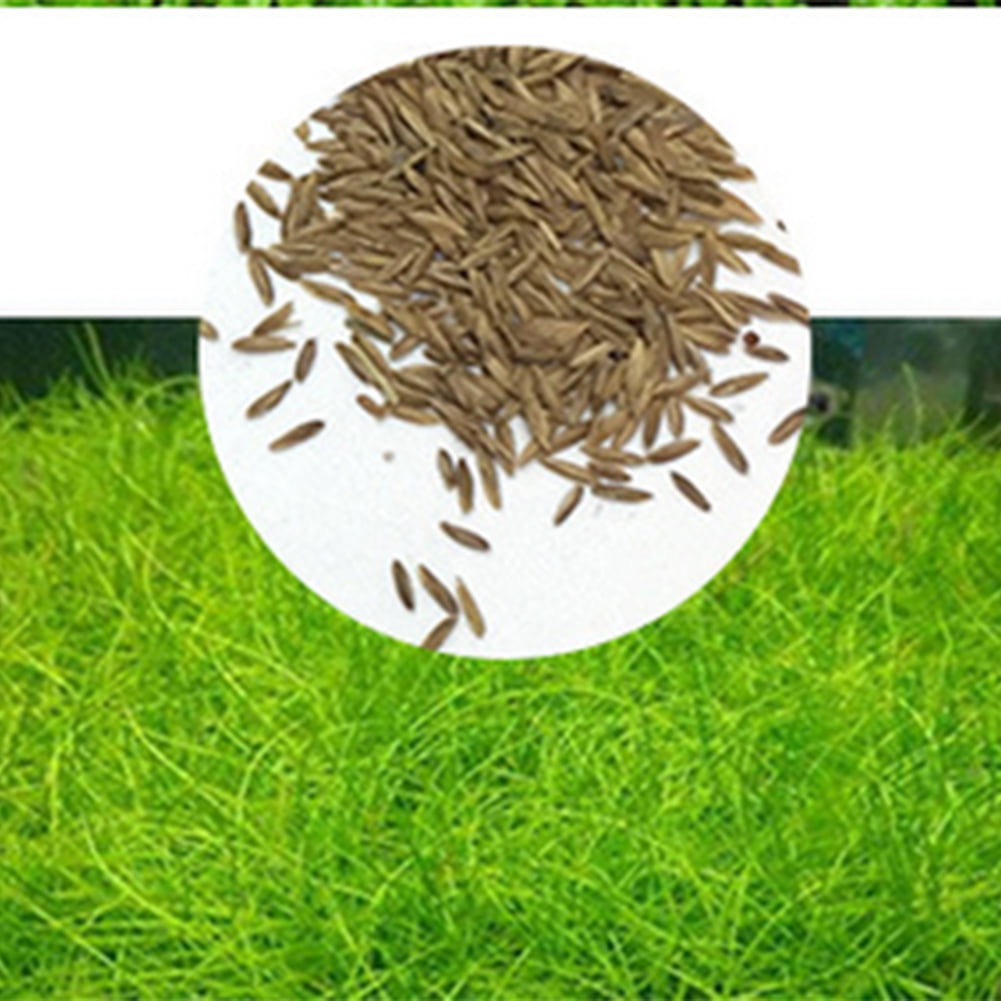 Pack Of Aquarium Plants Aquatic Water Grass Seeds Cow Hair Love Lucky Seeds Fish Tank Decoration Landscape Ornament Decorations Ornaments AliExpress | Aquarium Ornament Plant Seeds Fish Tank Landscape Decoration Water Grass Pack Of Aquarium Plants Aquatic Water Grass Seeds Cow Hair Love Lucky Seeds Fish Tank Decoration Landscape Ornament Decorations Ornaments AliExpress | Aquarium Ornament Plant Seeds Fish Tank Landscape Decoration Water Grass