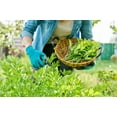 thumbnail image 5 of 50 Seeds LOVAGE Levistucum Officinale - Flavor like celery & anise - Herb Flower, 5 of 9