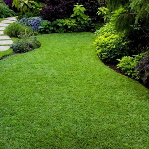 60000 Zoysia Grass Seed, Thick Green Grass for Yard