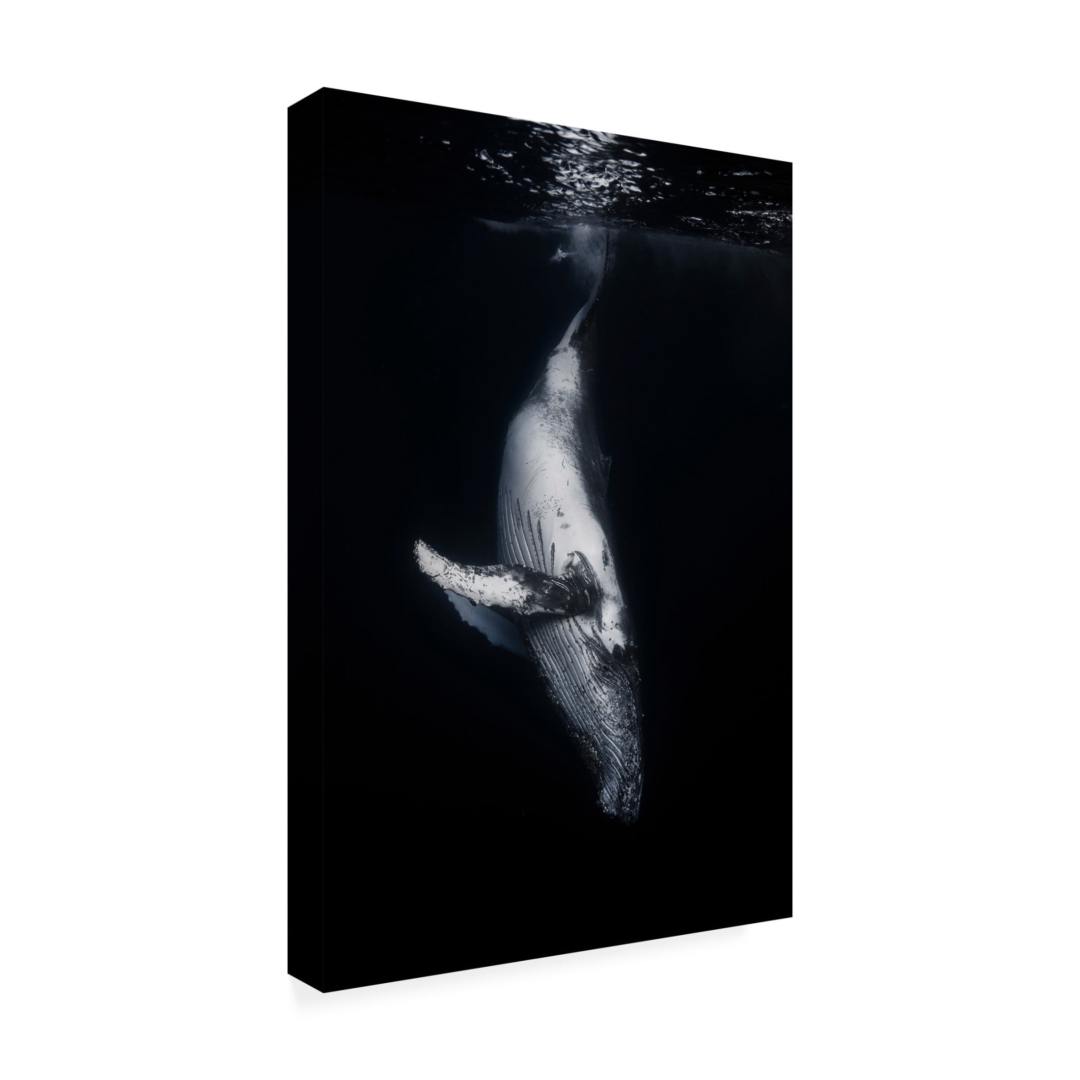 Barathieu Gabriel 'Black Whale' Canvas Art - 16 x 24 Inches