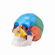 3-Parts Life-Size Painted Anatomy Skull Human Skull Model