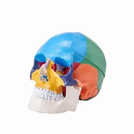3-Parts Life-Size Painted Anatomy Skull Human Skull Model