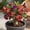 c, variant on Desert Rose-Easy Grow-Low Maintenance-Ideal for Beds Borders,Plant Pots & Planters