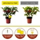 thumbnail image 5 of Paquete de 50 trampas para moscas de la fruta (tulipán), matamoscas de setas amarillas, doble cara pegajosa para matar moscas de la fruta, trampa para moscas, trampa para moscas, plantas de control de, 5 of 5