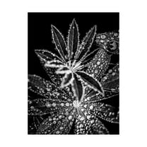 Trademark Fine Art 'Crystal I' Canvas Art by Incado