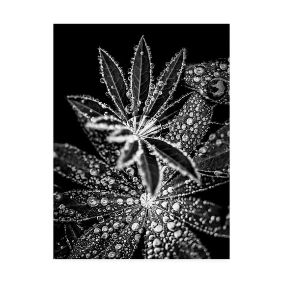 Trademark Fine Art 'Crystal I' Canvas Art by Incado