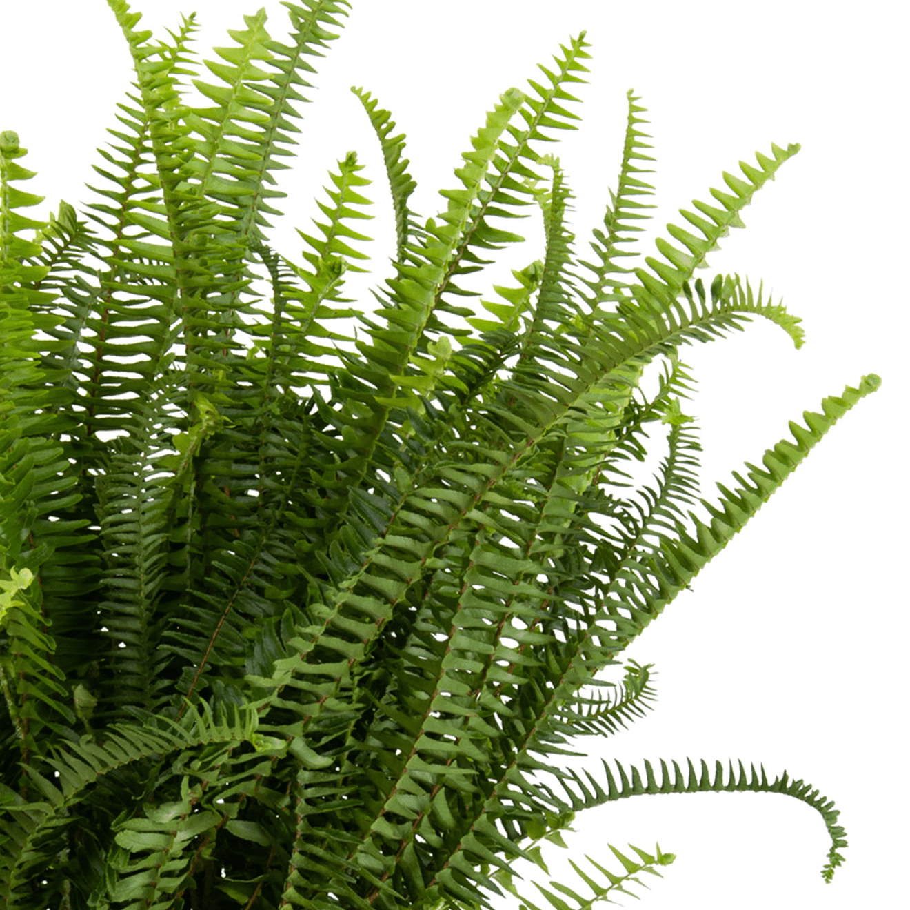 United Nursery Live Kimberly Fern Indoor Green Houseplant 24in Tall in 10-inch Grower Pot