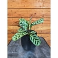thumbnail image 2 of Calathea Burle Marxii, 4" Plant, The Plant Farm, 2 of 3