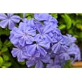 thumbnail image 2 of 250 Dwarf BEAUTY BLUE PHLOX Drummondii Nana Compacta Fragrant Violet Blue Flower Seeds, 2 of 4