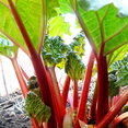 thumbnail image 5 of 5 Rhubarb Roots for Planting, Bare Root Rhubarb Crowns, Hardy Perennial Vegetable Plants for Outdoor Garden Growing, 5 of 6