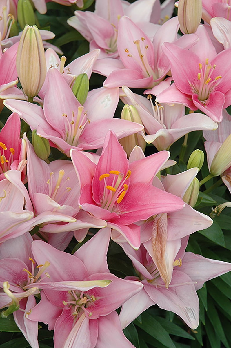 Lily Looks™ Tiny Icon Dwarf Asiatic Lily Quart Pot