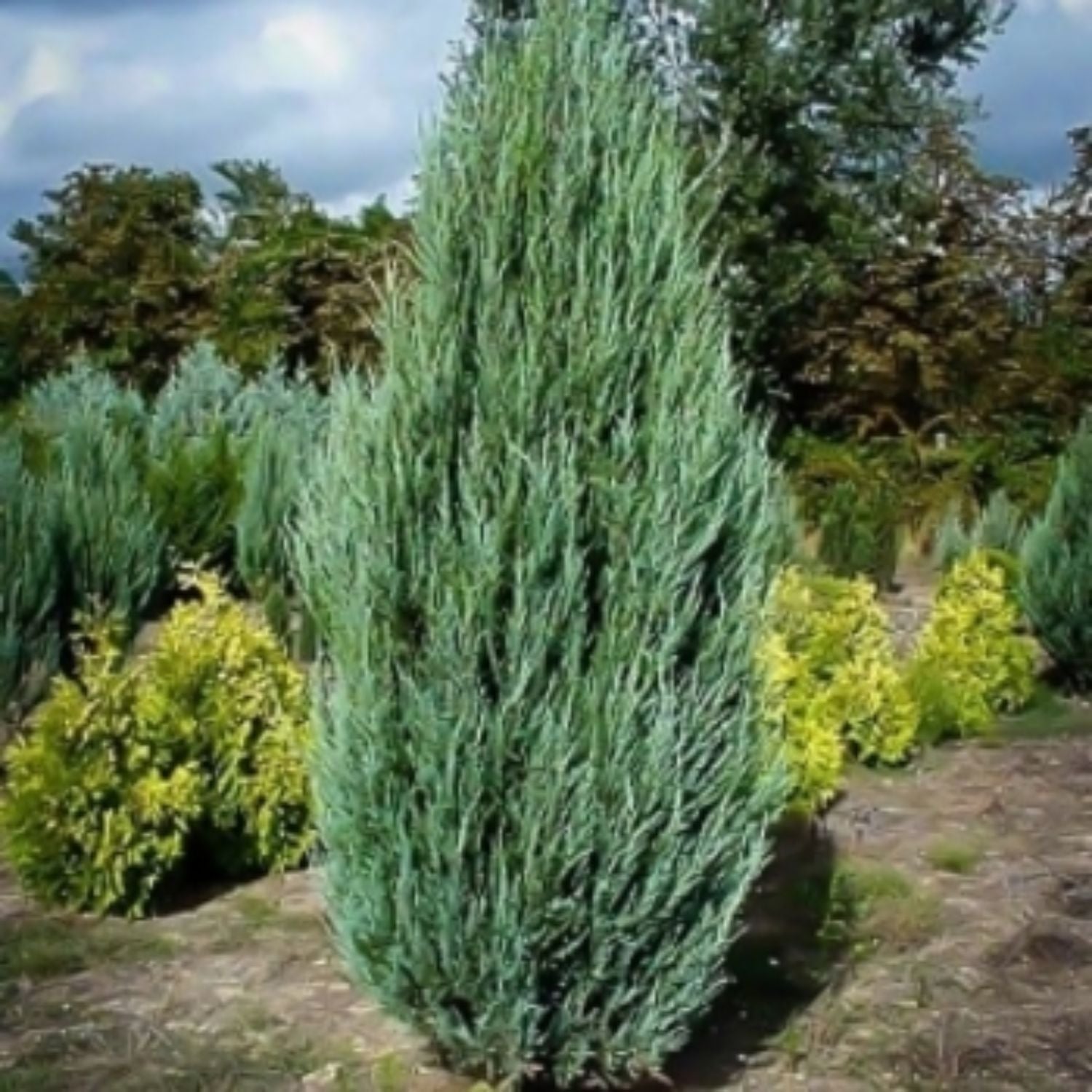 Expert Gardener 3-4 ft. tall Hetzi Columnaris Juniper Live Tree in 7- Gallon Grower Pot