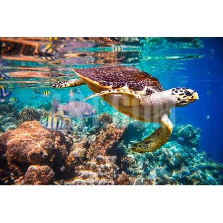 Hawksbill Turtle - Eretmochelys Imbricata Floats under Water. Maldives Indian Ocean Coral Reef. Print Wall Art By Andrey