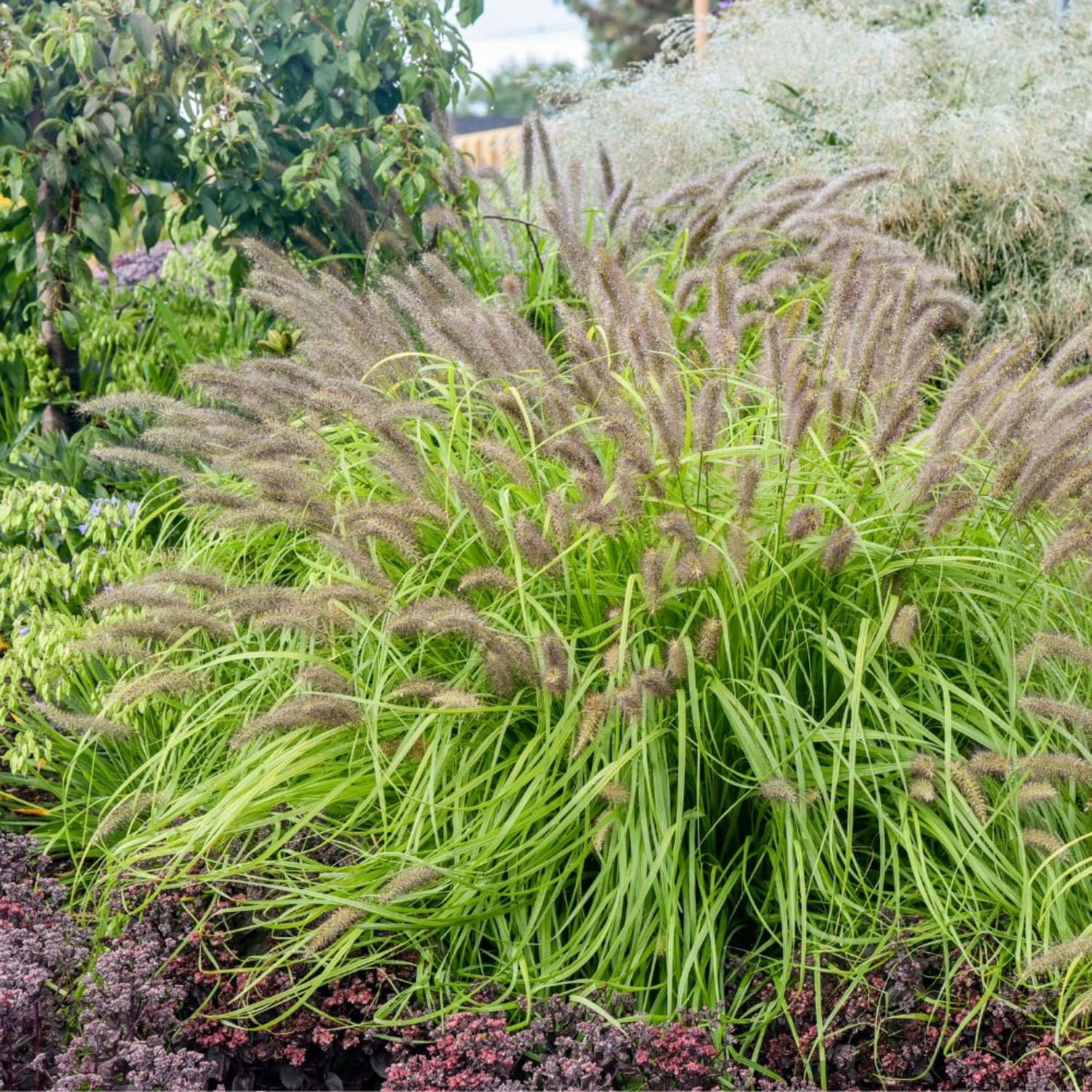 Proven Winners 6" Yellow Prairie Winds 'Lemon Squeeze' Fountain Grass Live Plant in 6.5" Pot