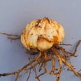 thumbnail image 3 of Lily, Low Maintenance - Easy Grow - Ideal for Beds Borders, Plant Pots & Planters, 3 of 4