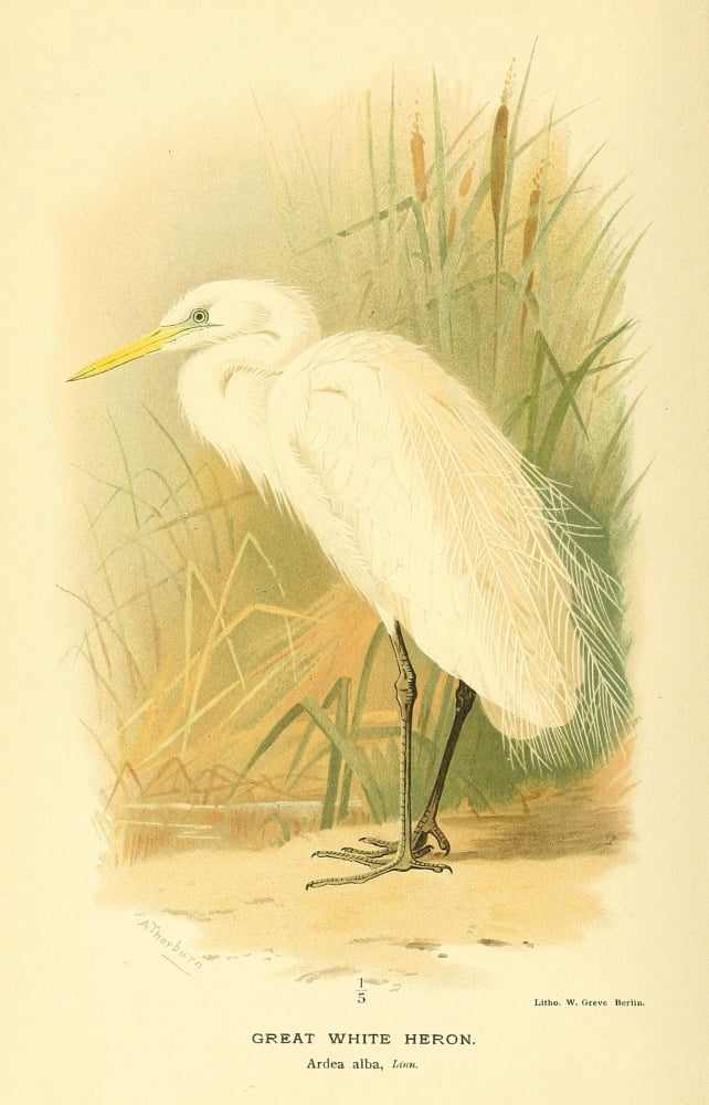 Birds Of The Britis