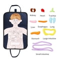 thumbnail image 1 of Herramienta de enseñanza de conciencia órganos del cuerpo Montessori, juguetes de órganos extraíbles juguetes de anatomía para CUTICAT Juguetes para ensamblar órganos, 1 of 8