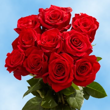Globalrose 50 Red Large Bloom Roses Fresh Birthday Flowers Express Delivery Globalrose 50 Red Large Bloom Roses Fresh Birthday Flowers Express Delivery