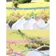 thumbnail image 5 of 5m Green Clothesline Expandable Clothesline Outdoor Camping Non-slip Portable Nylon Washing Line Travel, Windproof Retractable Clothesline Wire Outdoo, 5 of 5