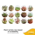 thumbnail image 3 of Costa Farms Succulents Fully Rooted Live Indoor Plant, 2-Inch Grower's Choice, 11-Pack, 3 of 4
