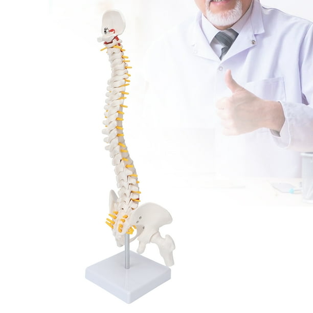 Esqueleto Humano Modelo De Vertebral De De Tamaño Real Con Soporte
