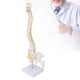 thumbnail image 1 of Modelo de anatomía de columna vertebral en miniatura modelo de columna vertebral Modelo anatómico caudal de columna vertebral flexible con columna vertebral para enseñanza de ANGGREK Otros, 1 of 8