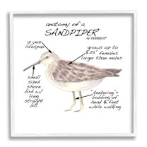 Stupell Industries Sandpiper Beach Bird Wildlife Learning Facts Chart Graphic Art White Framed Art Print Wall Art, Design by Dishique