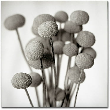 Trademark Fine Art "Florison 33" Canvas Art by Alan Blaustein