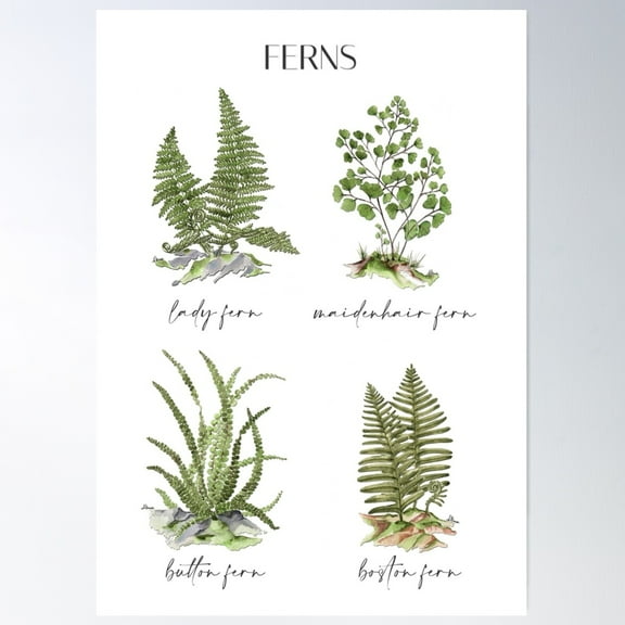 Ferns Botanical Poster Poster Wall Art, Modern Wall Decor For Living Room Bedroom, 8x12 UNFRAMED
