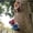 Climb Gnome, variant on XIMEI Climbing Ladder Gnome Tree Faces Decor for Yard, Cute Gnome Garden Statue Art Resin Dwarf Sculpture Outdoor Decoration