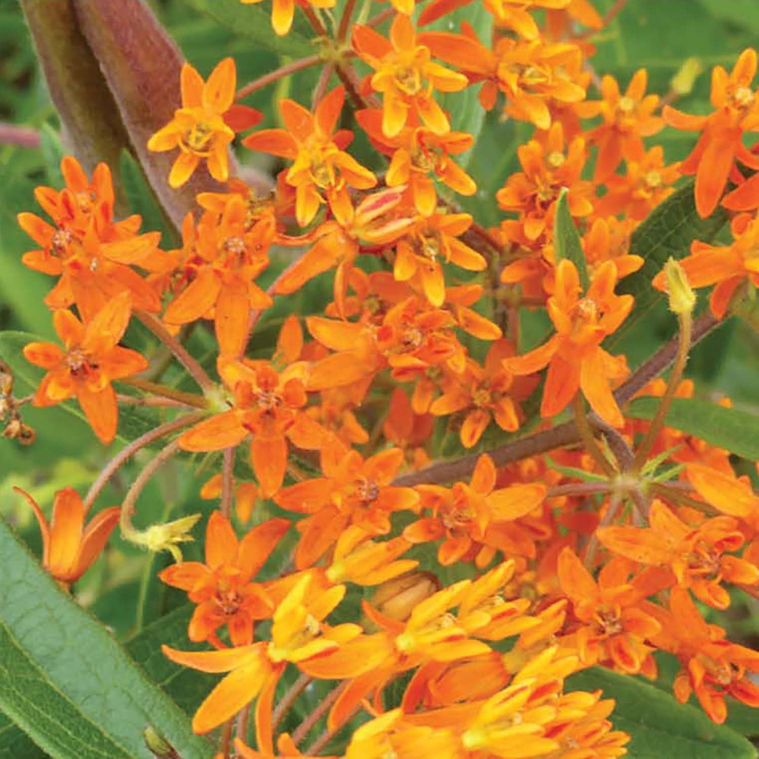 Ferry-Morse Butterfly Flower Asclepias
