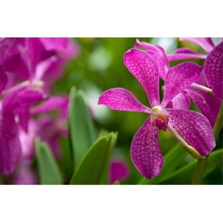 Singapore National Orchid Garden Poster Print by Cindy Miller Hopkins - 34 x 23 in.