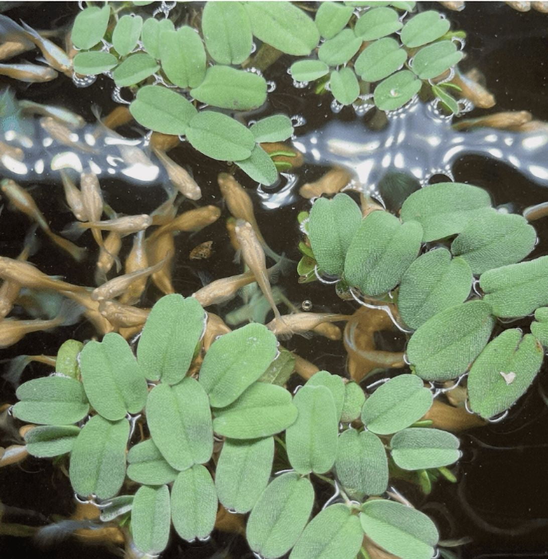 30+ Leaves Salvinia oblongifolia Live Aquarium Floating Plant | Easy Care | Natural Fish Tank Plant