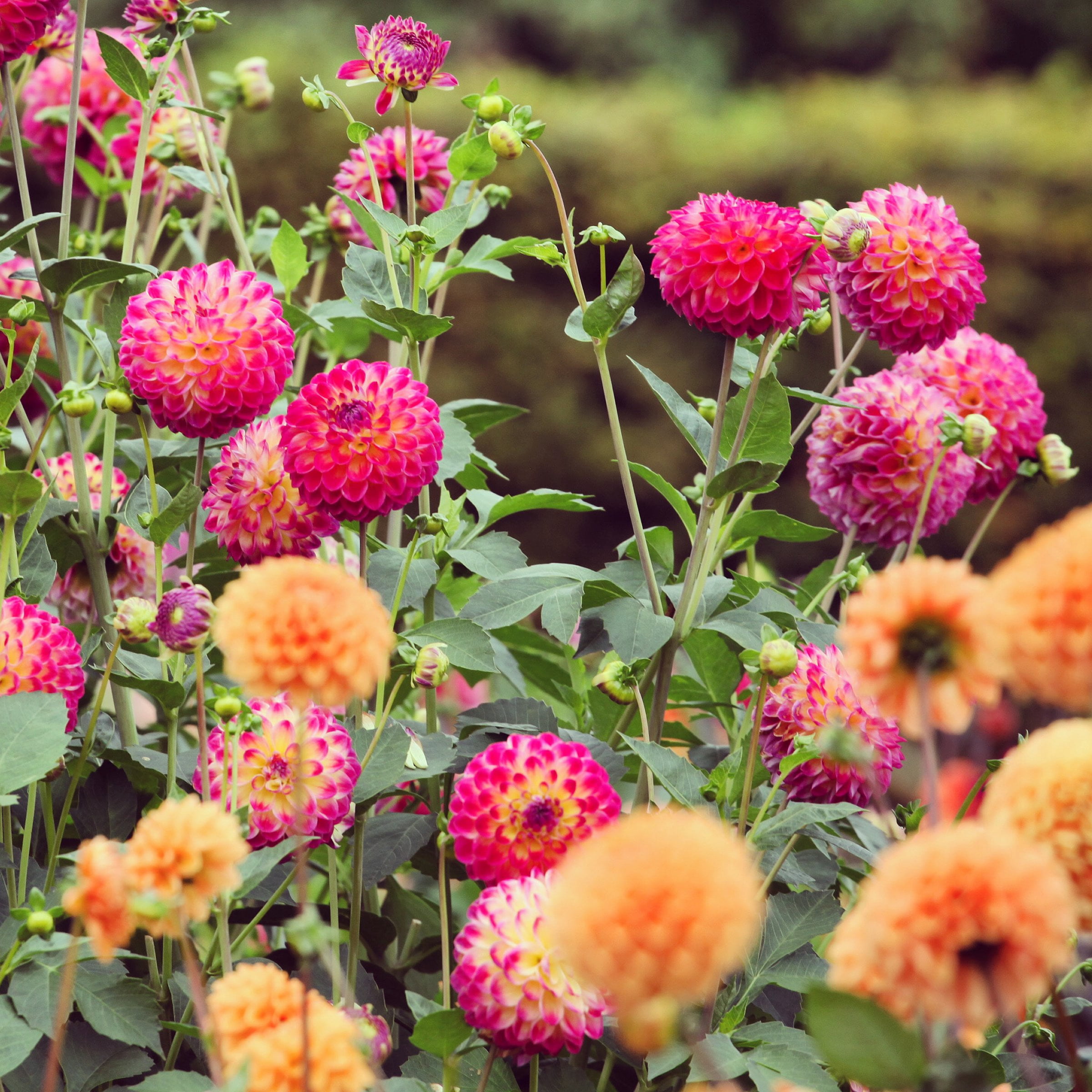National Plant Network Dahlia Ball Mixed Bulbs (5-Pack)