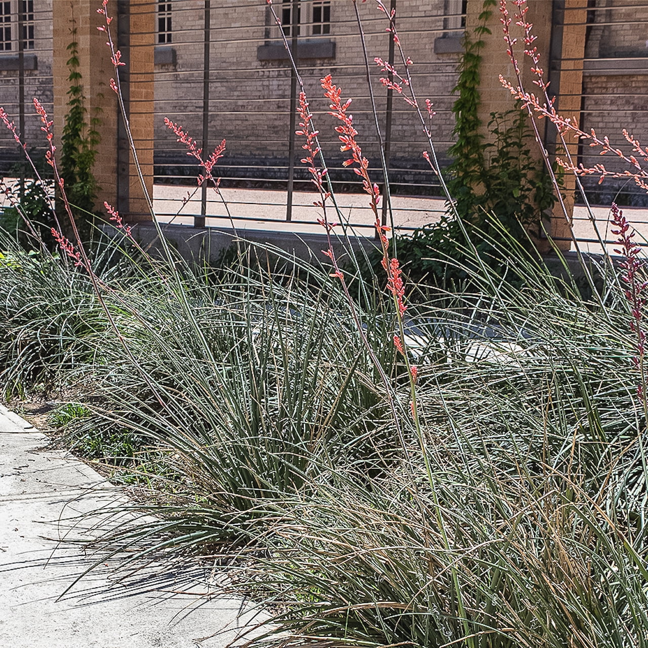 Altman Plants Red Yucca (Hesperaloe) | 3 gal. Grow Pot; Partial Sun to Full Shade | Perennial Plant