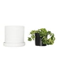 thumbnail image 2 of 7 in. Stonewash Upcycled Planter with 6 in. Hoya Hindu Rope Live Houseplant with Bright Indirect Sun, 2 of 5