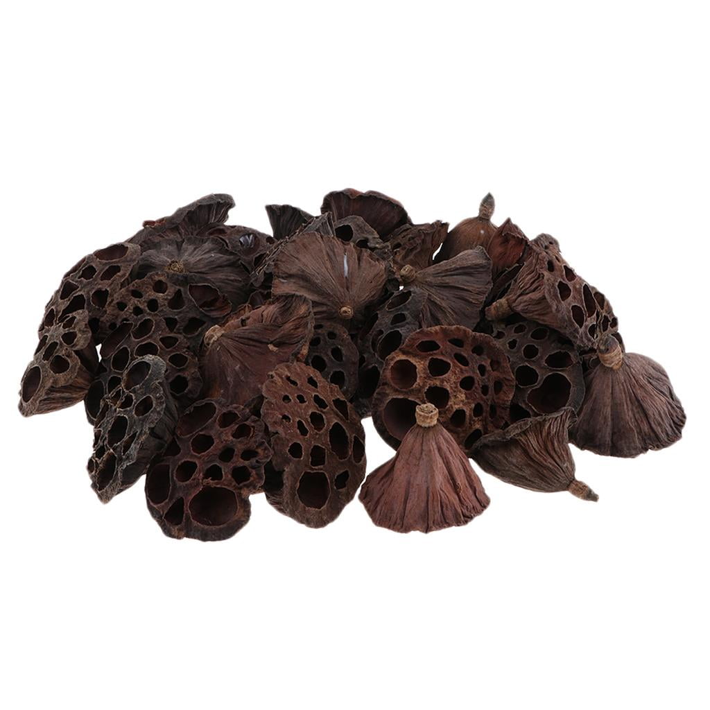 120pcs Natural Dried lotus Flowers Fruit for Floral Arrangement DIY