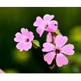 thumbnail image 4 of TomorrowSeeds - Pink Beauty Soapwort Seeds - 3600+ Count - For 2026 Planting Saponaria Soap Plant, 4 of 10