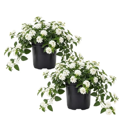 Set 2 White Lantana Live Plant 4-6 Inches Tall, White Lantana Plant Live, Trailing Lantanas Plants, Fragrant Flowers Seedlings, Perennial Flowers Plants for Your Garden